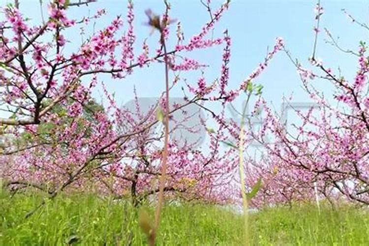 本命年属虎戴什么首饰好一点