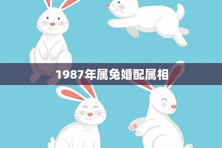 1987年属兔和1987的兔相配吗