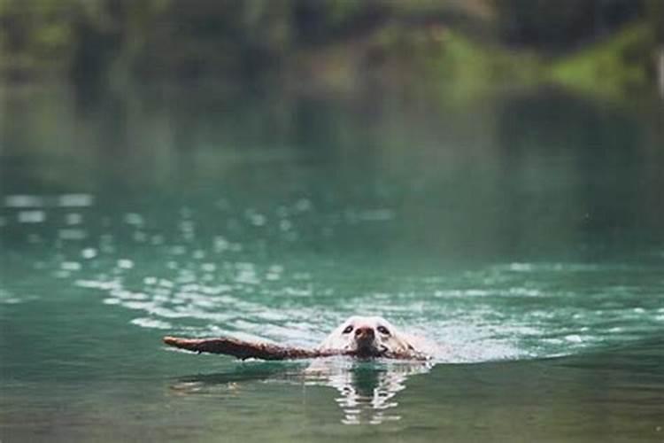 梦见狗掉进水里得救
