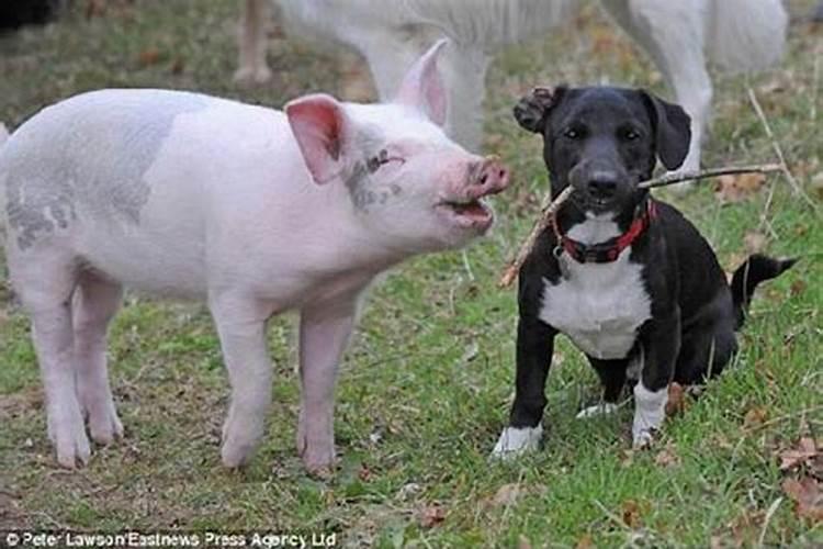 猪跟狗八字合吗