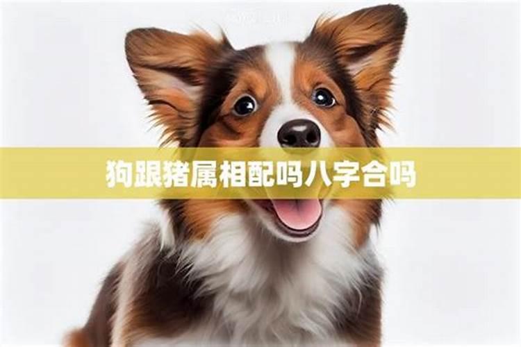 狗和猪八字合吗