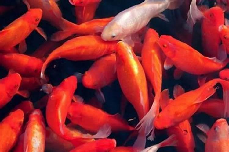 梦见红鱼是什么兆头