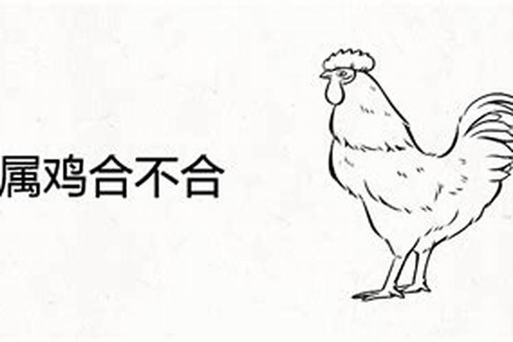 属鸡和属牛的人八字合吗