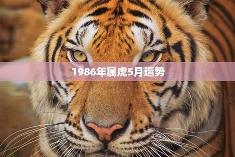 1986属虎今年的运势和财运怎样