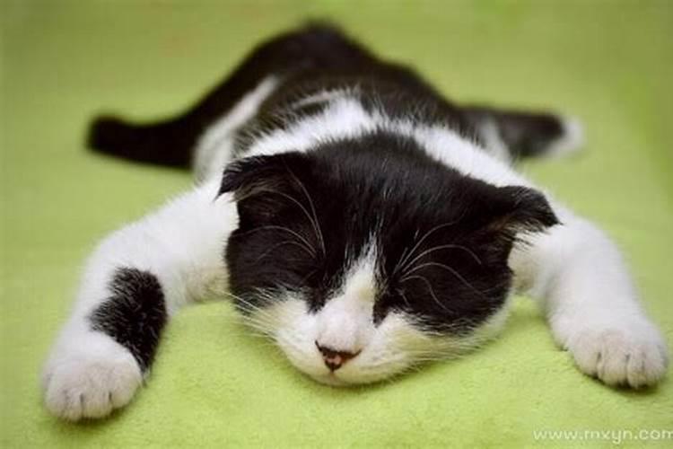 梦到死猫是什么意思周公解梦
