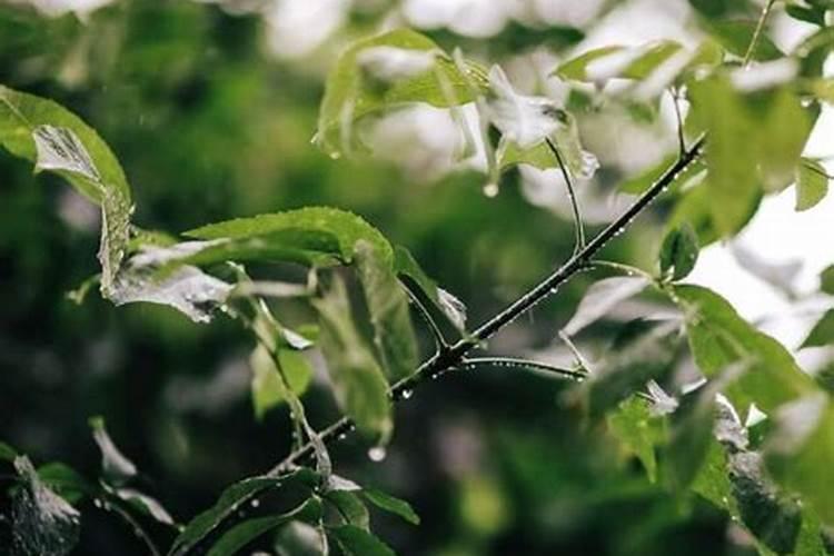 清明节是哪个季节的节气