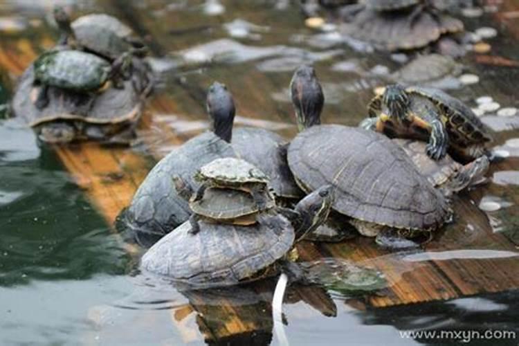 梦见很多大乌龟在池塘里游
