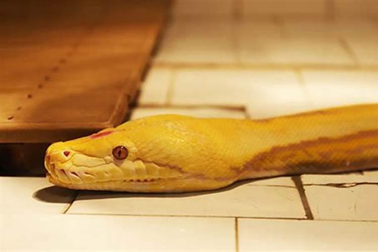 怀孕梦见黄蛇有什么预兆吗
