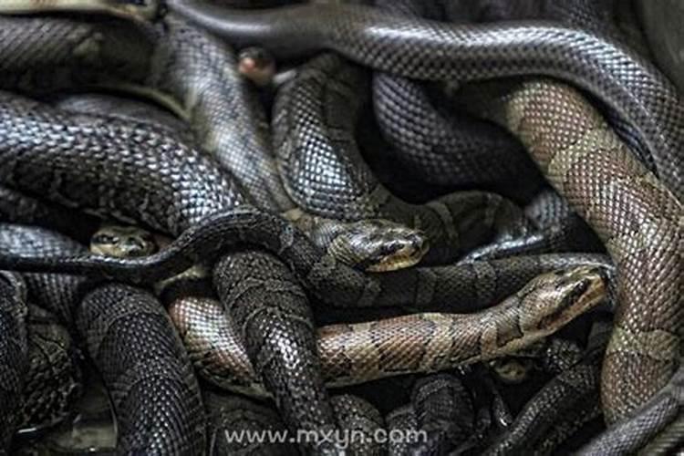 梦见大黑蛇和小黑蛇是什么预兆呢