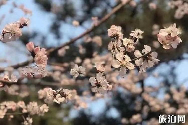 北京清明节期间哪里好玩