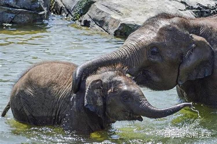 梦见大象和小象在水里