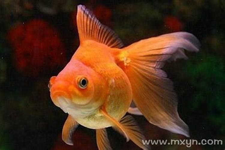 梦见红色金色的鱼在水里游走