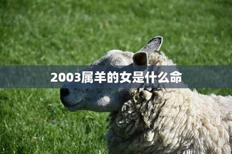 2003年属羊女是什么命运