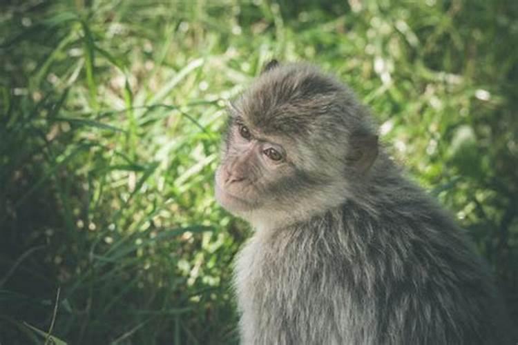 生肖猴三月十五出生