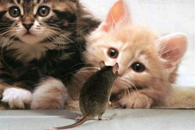 梦见猫跟老鼠是怎么回事