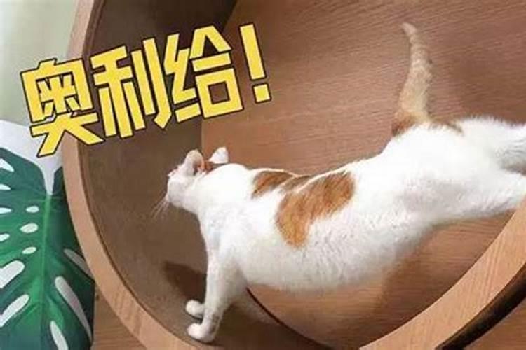 梦见猫在衣柜里生小猫