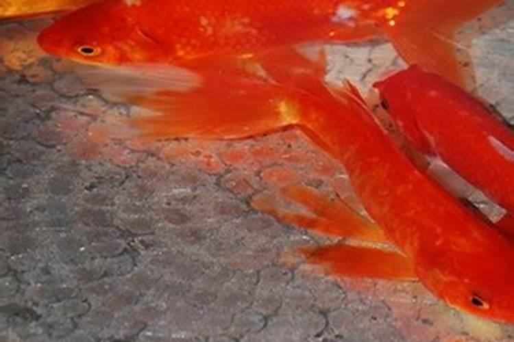 梦见红色的小鲤鱼在水里