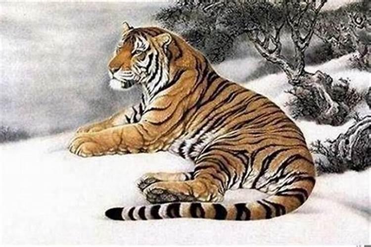 1962年属虎的多大年龄