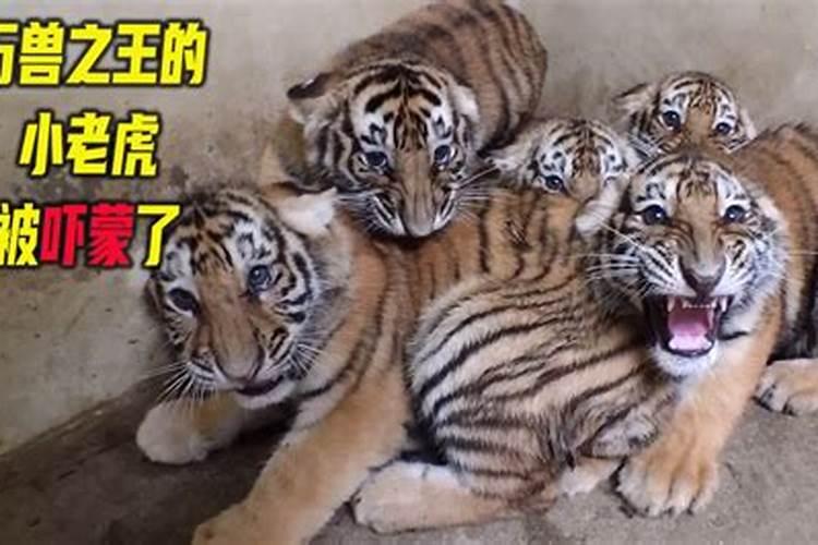 立秋后有多少个母老虎出生