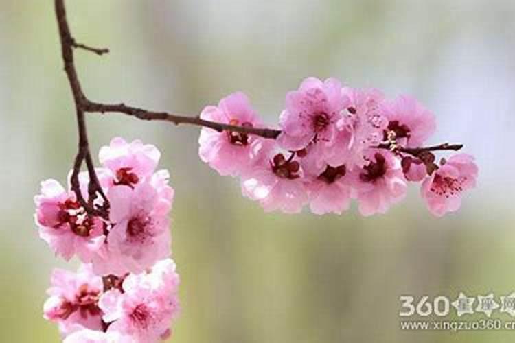 如何知道是桃花煞