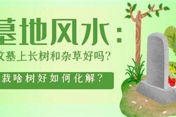 清明节后坟上可以栽树吗