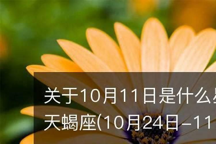 11月15日的星座是谁