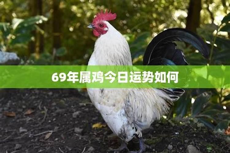 69年属鸡今日运势如何