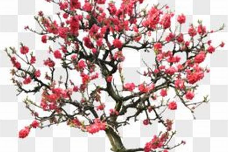 春节桃树含义