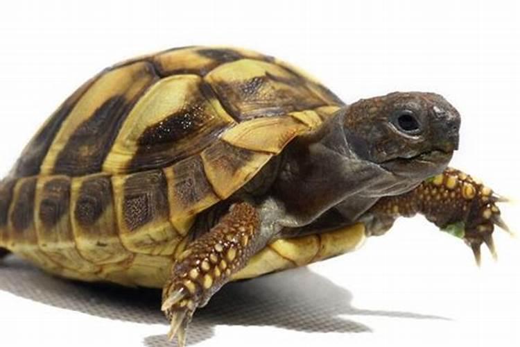 梦见特别大的乌龟是什么意思