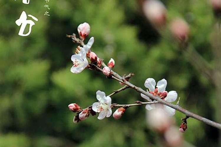 清明是春季的第几个节气