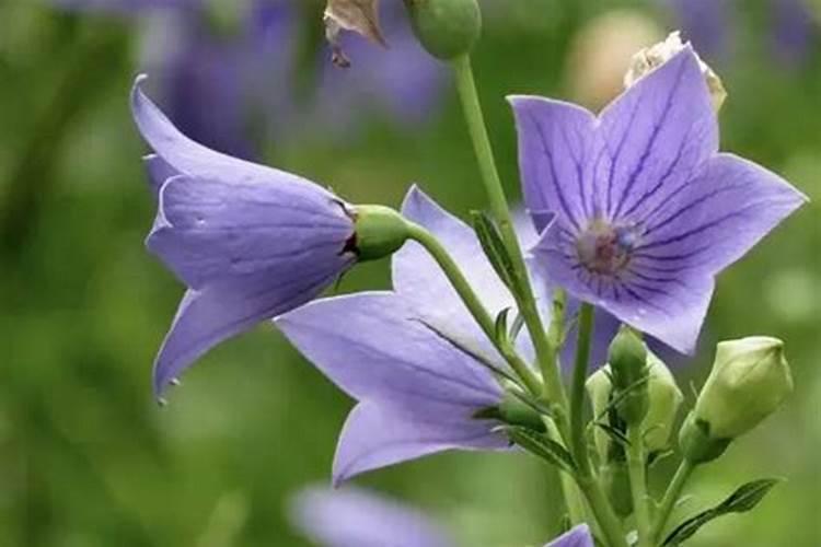 重阳节时是哪种花开的季节