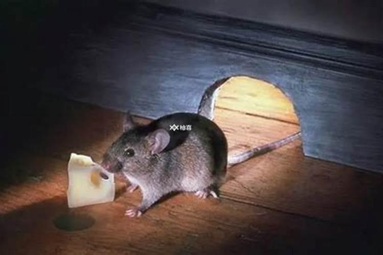 梦到老鼠预示着什么意思