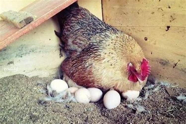 梦见捡鸡下蛋好不好