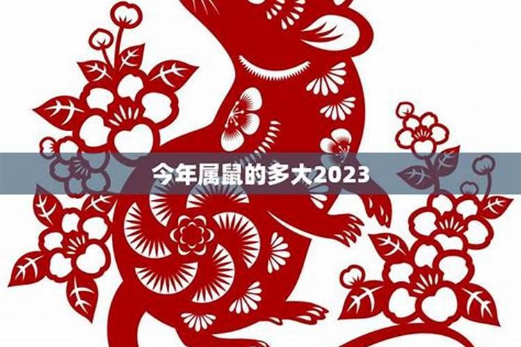 2023年属鼠的多大