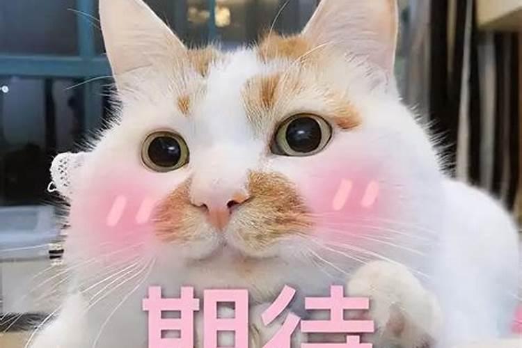 啥属相适合养猫