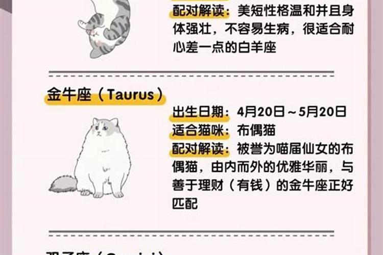 啥属相适合养猫