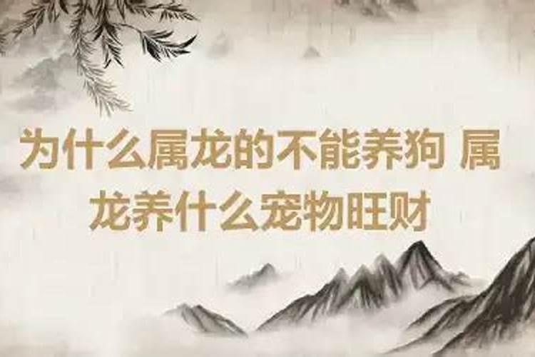 属龙的不可以养狗吗