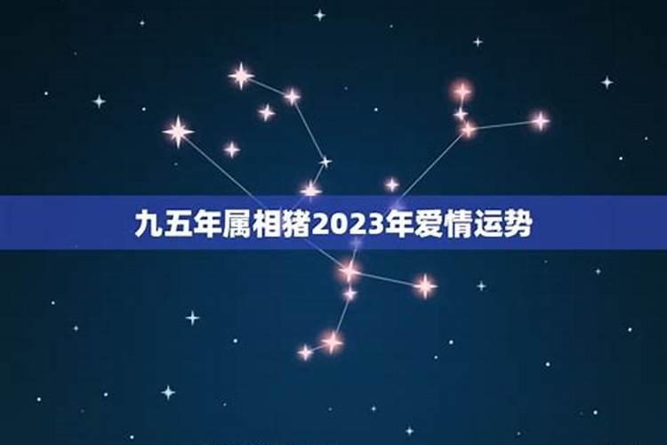 属猪2023年爱情运势