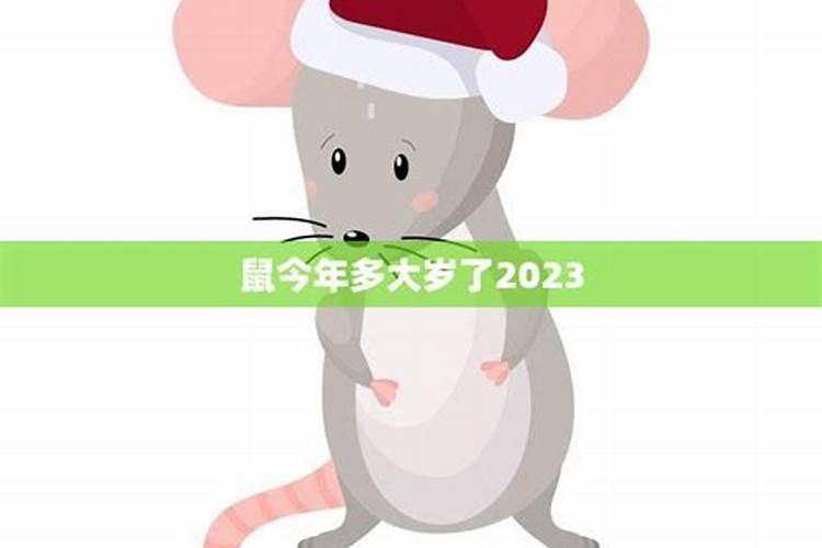 2023属鼠多大