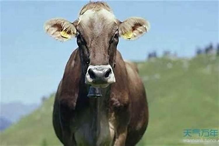 1997年属牛出生在几月好