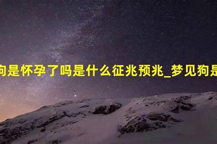 梦见很多狗是什么意思和别人怀孕