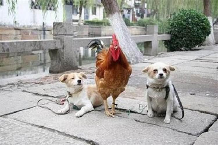 鸡和狗的属相怎么化解相冲