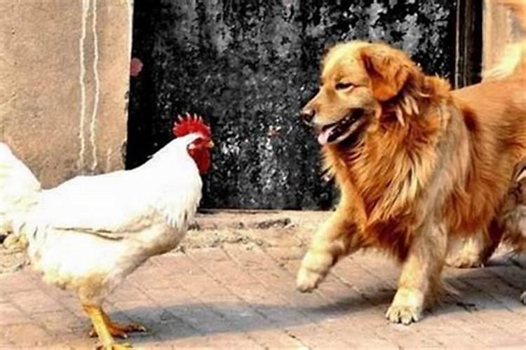 鸡和狗的属相合不合财运