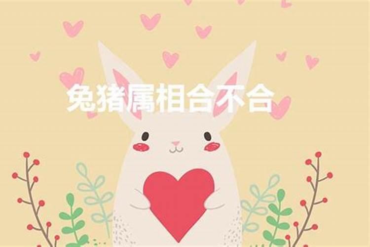 猪和兔属相合不合结婚