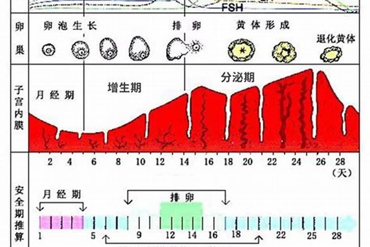 三月十五号月经几号排卵期