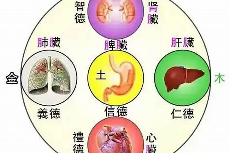 胃五行属什么和其他脏腑的关系