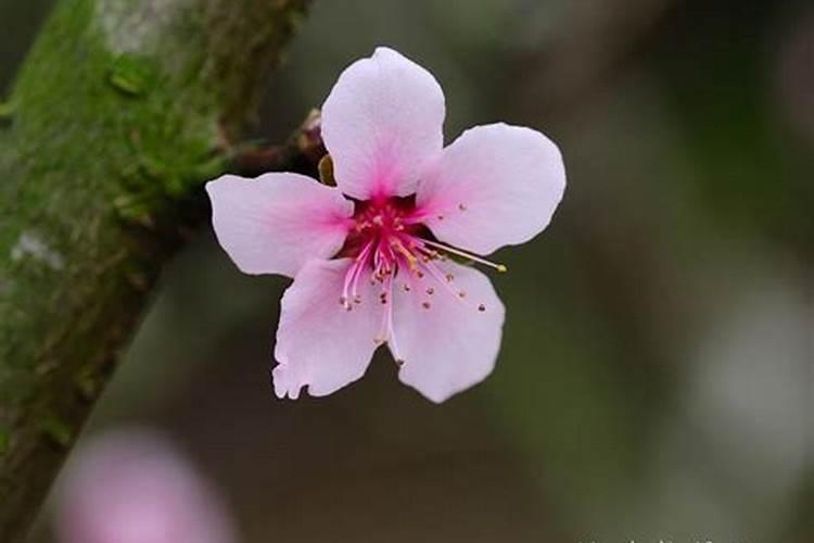 犯桃花运是好还是坏