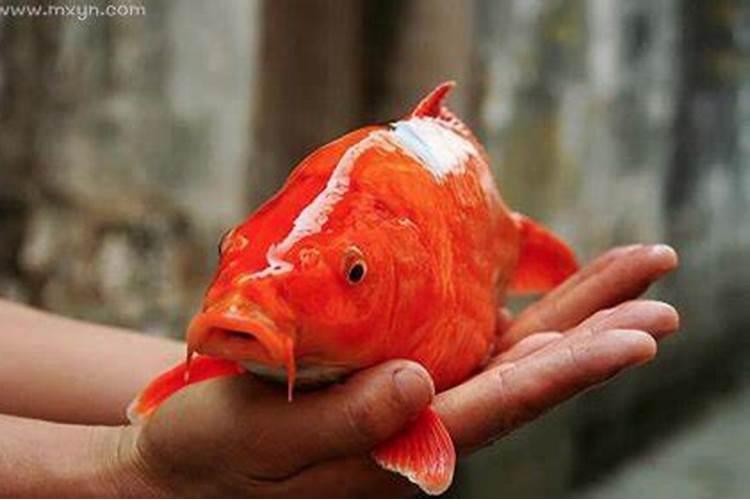 梦见红色鲤鱼是什么征兆周公解梦