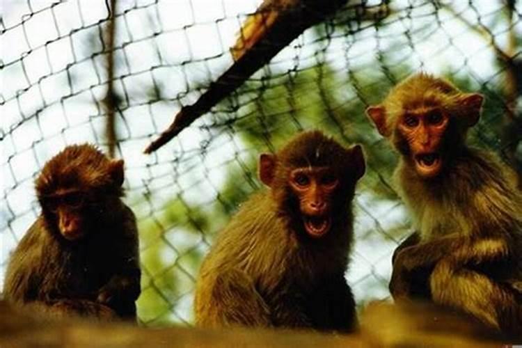 68年猴人一生的婚姻和命运