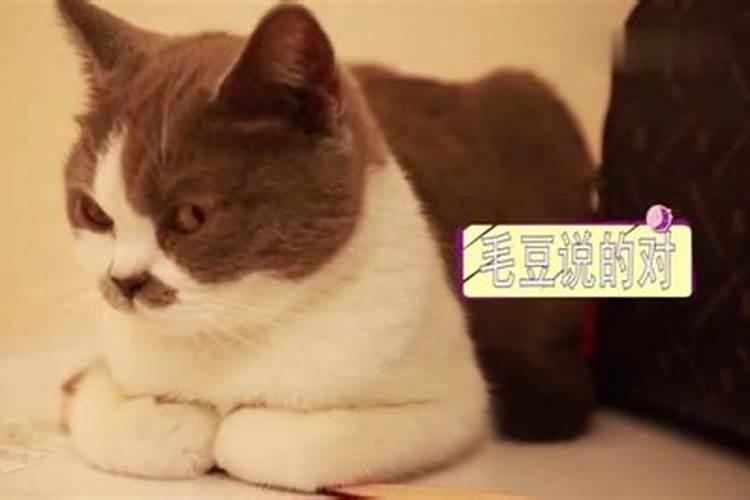 什么属相养猫对财运好